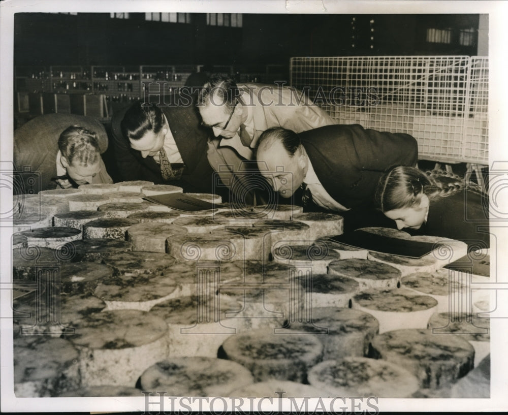 1953 Press Photo A Sniff Test of Cheese at the Olympia Diary Show - Historic Images