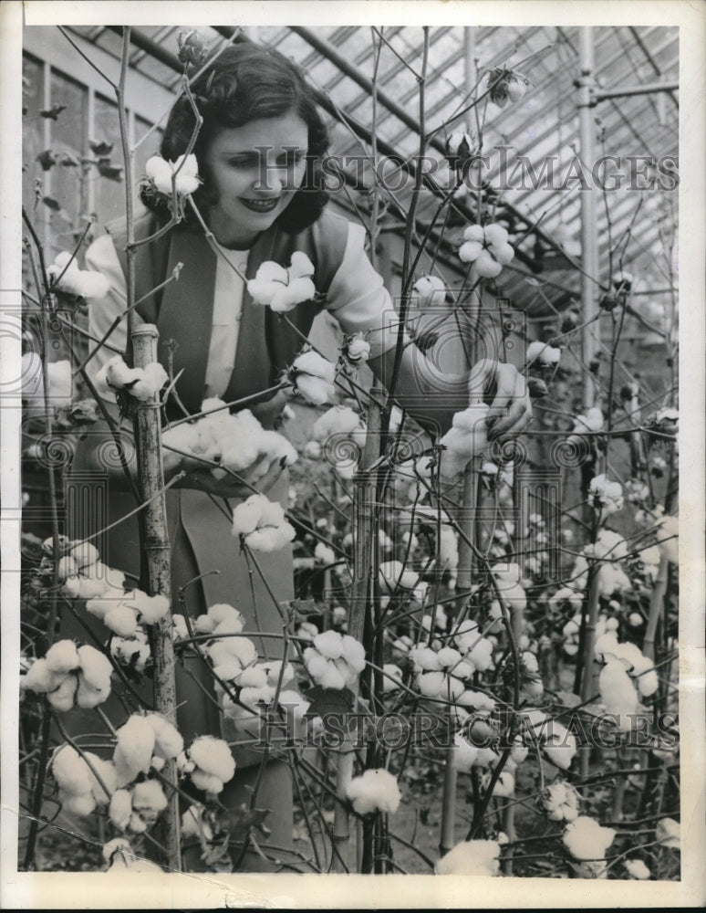 1943 Press Photo A girl picking some contons in Connecticut. - Historic Images