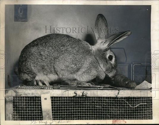 1939 Press Photo The first rarthenogenetic rabbit. - nec47127 - Historic Images