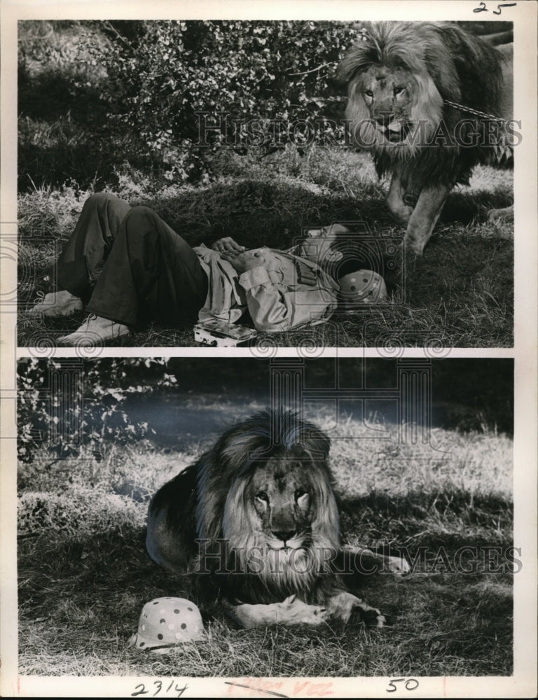 1966 Press Photo Lion and man - Historic Images