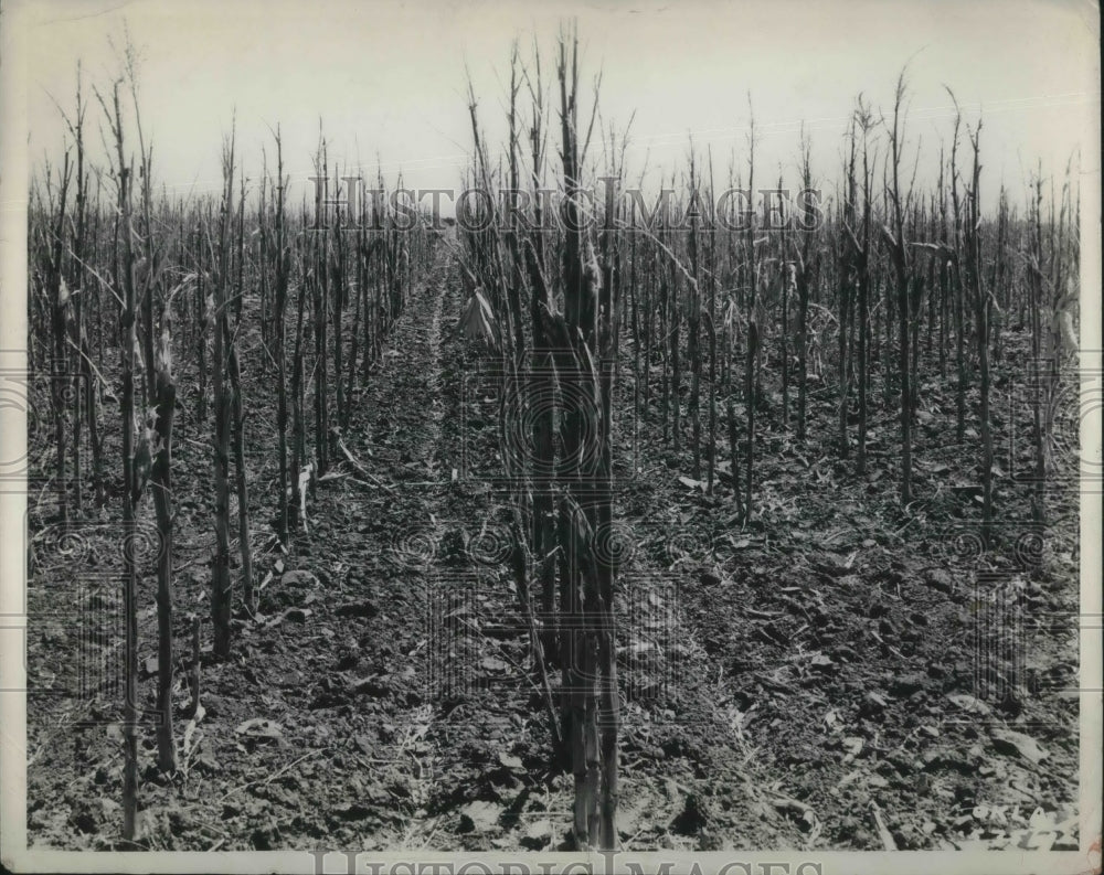 1938 Press Photo Grasshopper damage at Blackwell, Ohio farm - Historic Images