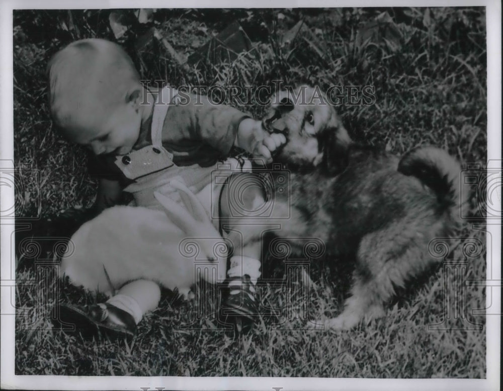 1954 Press Photo Dog, Rabbit, and Young Stephen Geppert Play Together - Historic Images