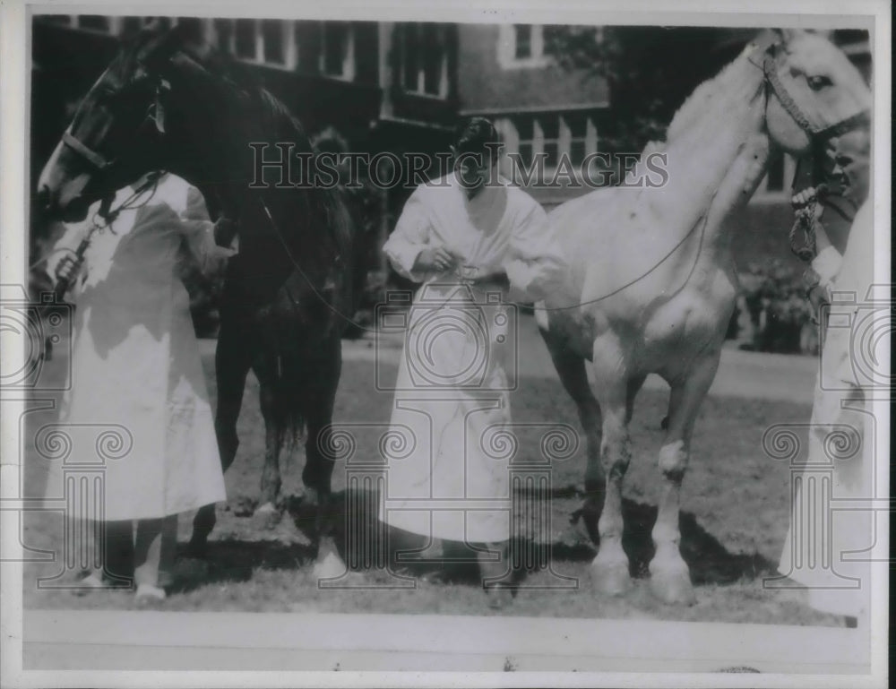 1937 Press Photo Direct Blood Transfusions Between Horses Dr Amadon Center - Historic Images