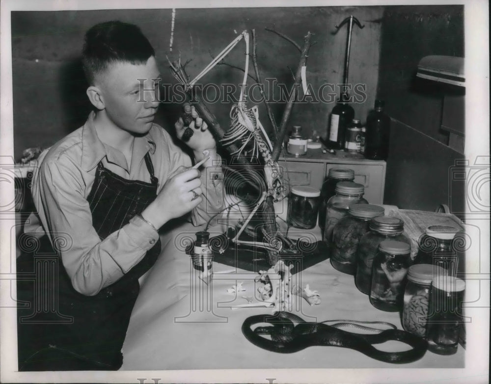 1950 Press Photo David Troxel- osteology - Historic Images