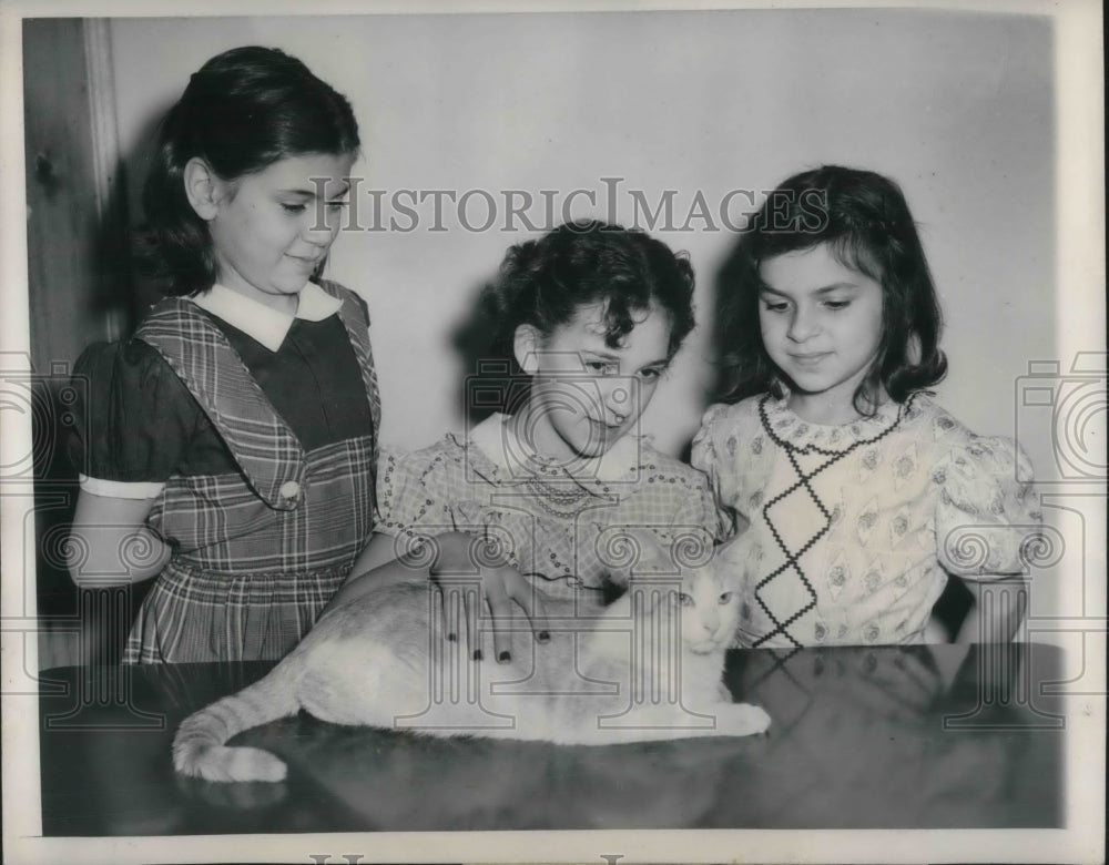 1949 Press Photo Chicago Lucrezia, Lildred, Johanna Toste, cat traveled from - Historic Images