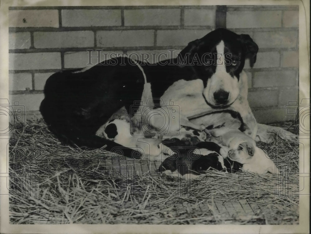 1939 Press Photo Great Dane with her puppies - nec50416 - Historic Images