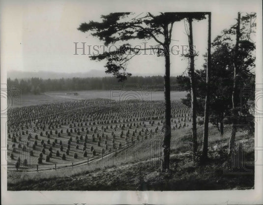 1932 Press Photo Field of Hay Stacks in Bavaria - Historic Images