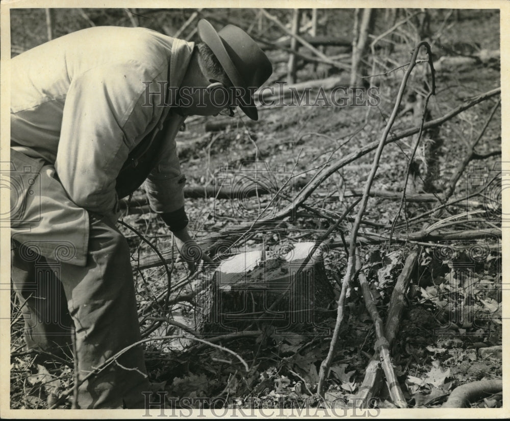 1957 Press Photo Dr. Diller Inspecting Cut Tree Stump Malaber Farm - Historic Images