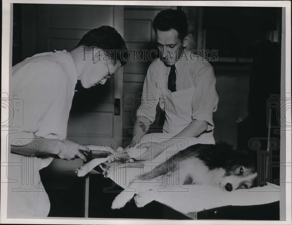 1937 Press Photo Dr Joseph MIller, giving animal blood transfusion - Historic Images