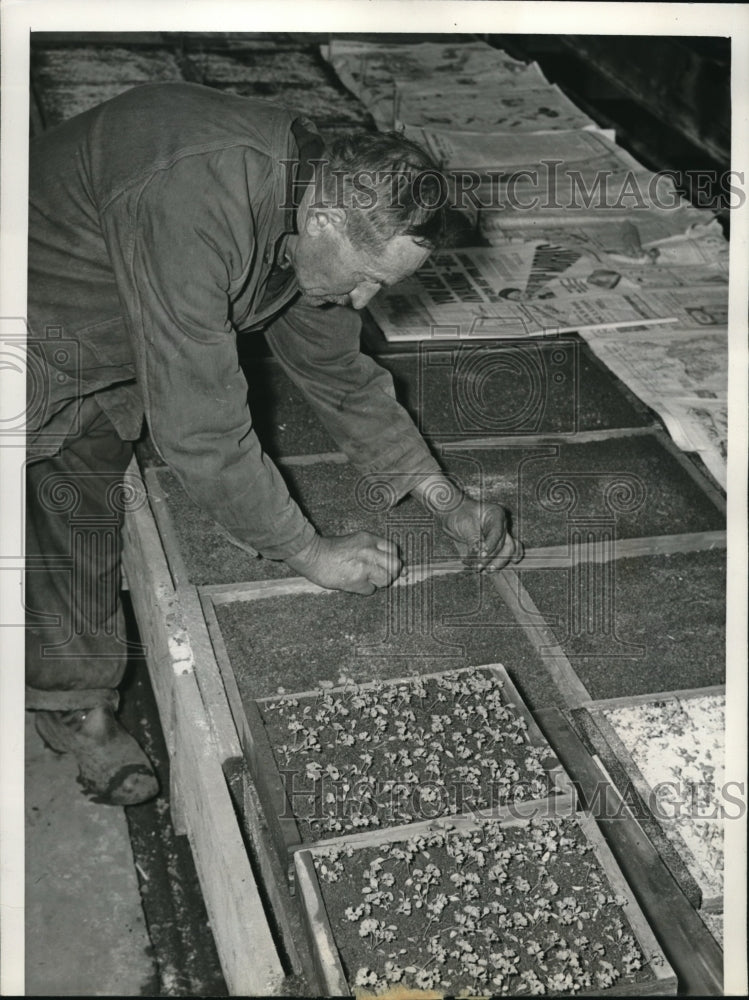 1943 Press Photo Gustave Miller Transplants Seeds At Amling Greenhouse Chicago - Historic Images