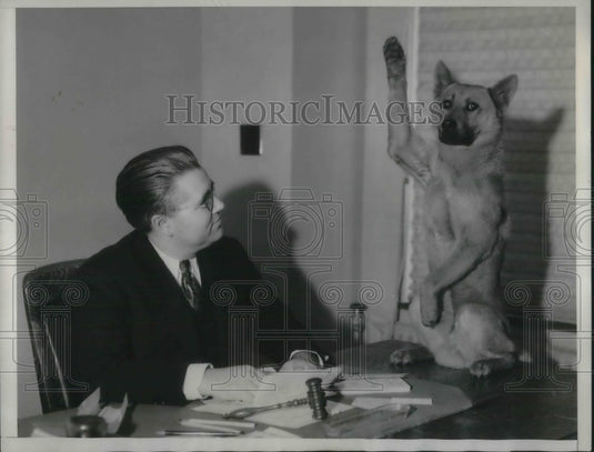 1934 Press Photo Malamute Red Dust & Robert Wellman at La, Calif court - Historic Images
