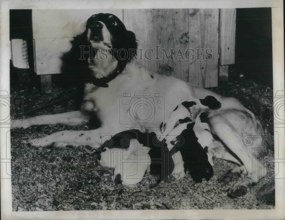 1948 Press Photo Bell and Her Ten Surviving Puppies - Historic Images