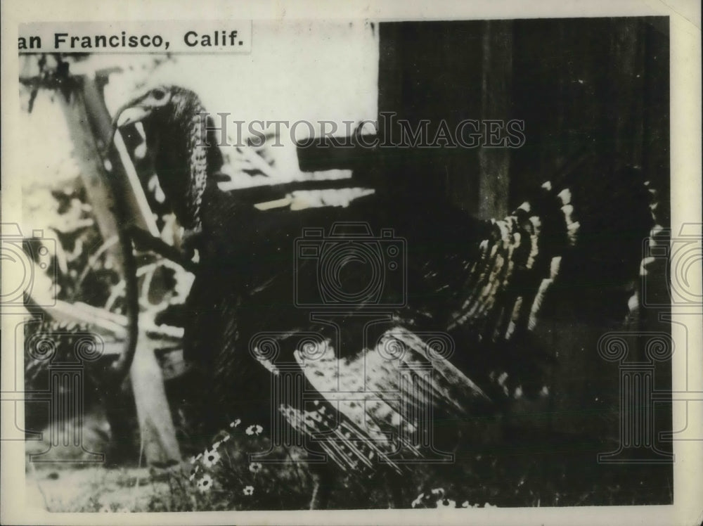 1926 Press Photo Turkey Guard Pet belong to Lyman Stoddard of San Francisco. - Historic Images