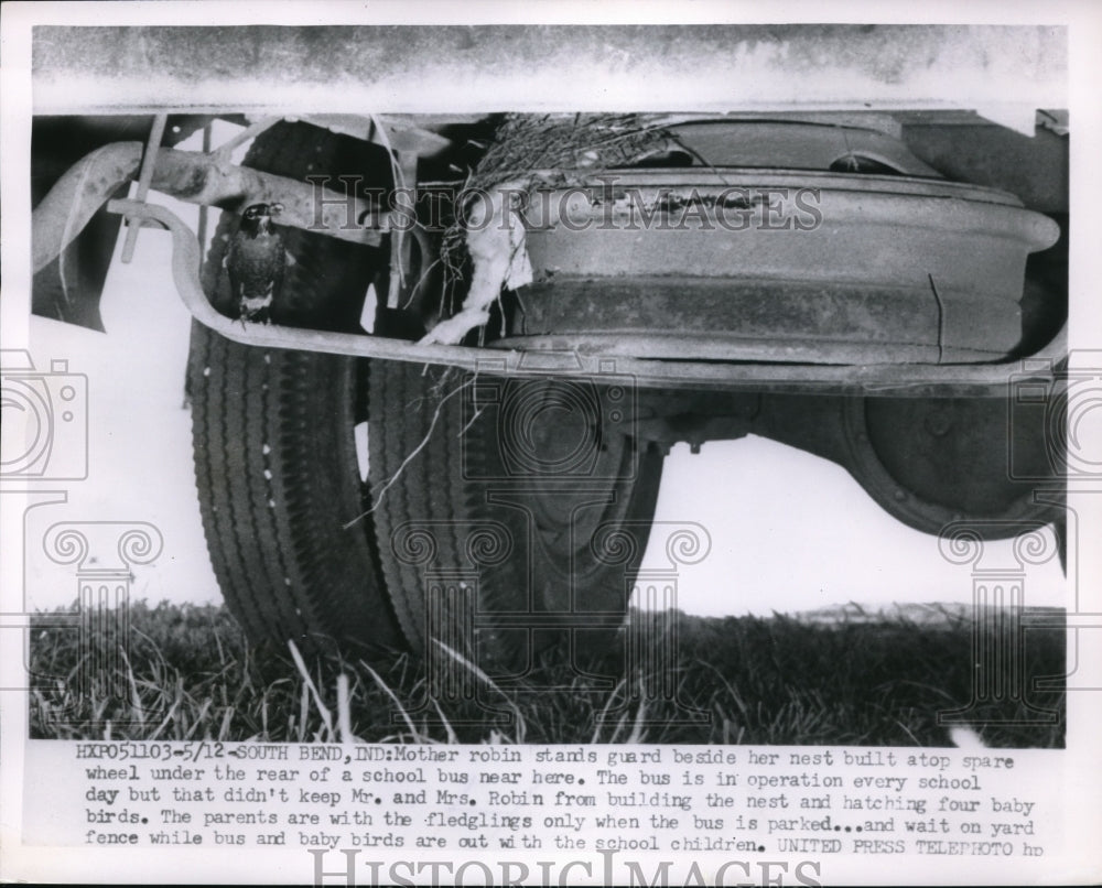 1955 Press Photo South Bend, Ind Robin &amp; her nest in an old auto - Historic Images