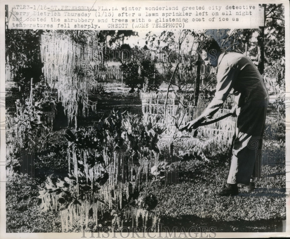 1948 Press Photo Plants Coated with Ice During Overnight Freeze in Florida - Historic Images