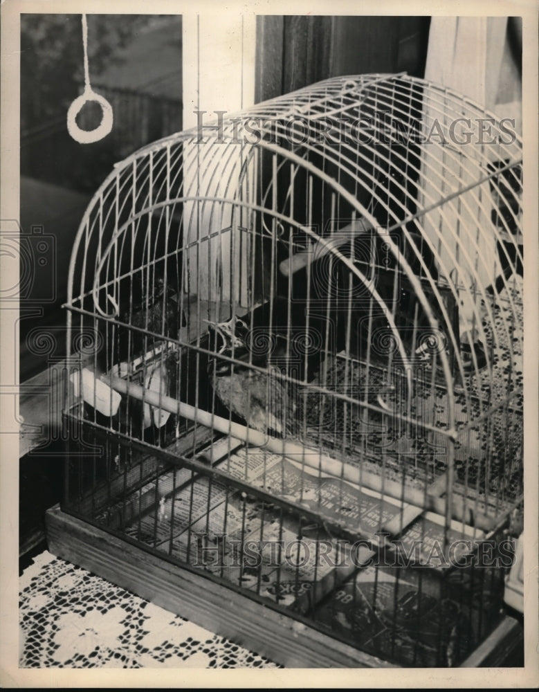 1949 Press Photo mother Robin feeds baby robin that was rescued from a cat - Historic Images