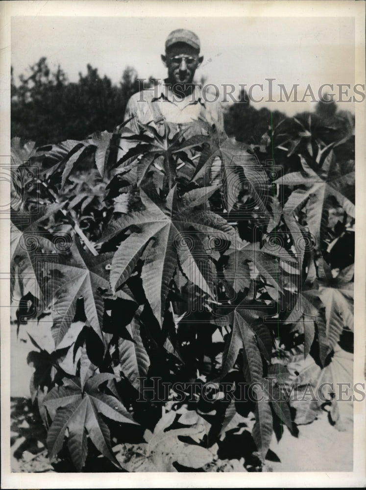 1943 Press Photo Castor Plant Growing on Farm in Texas - Historic Images