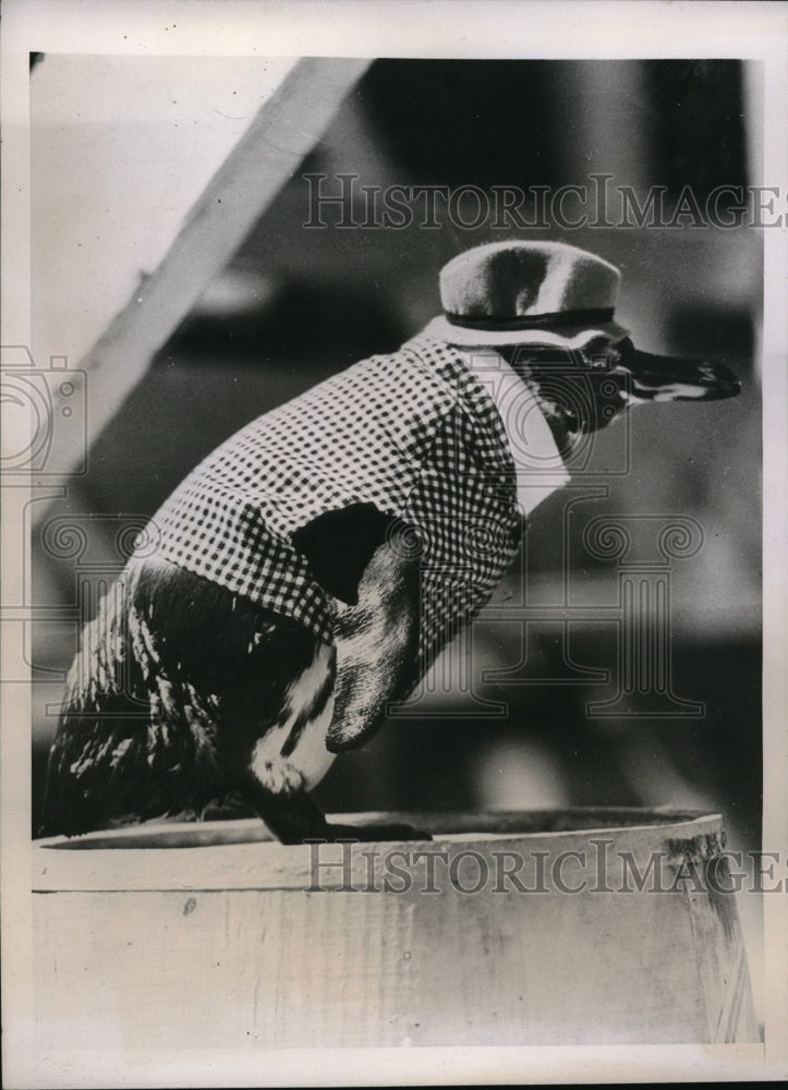 1938 Press Photo Oscar The Penguin Wears Jacket And Hat To LA Sports Show - Historic Images