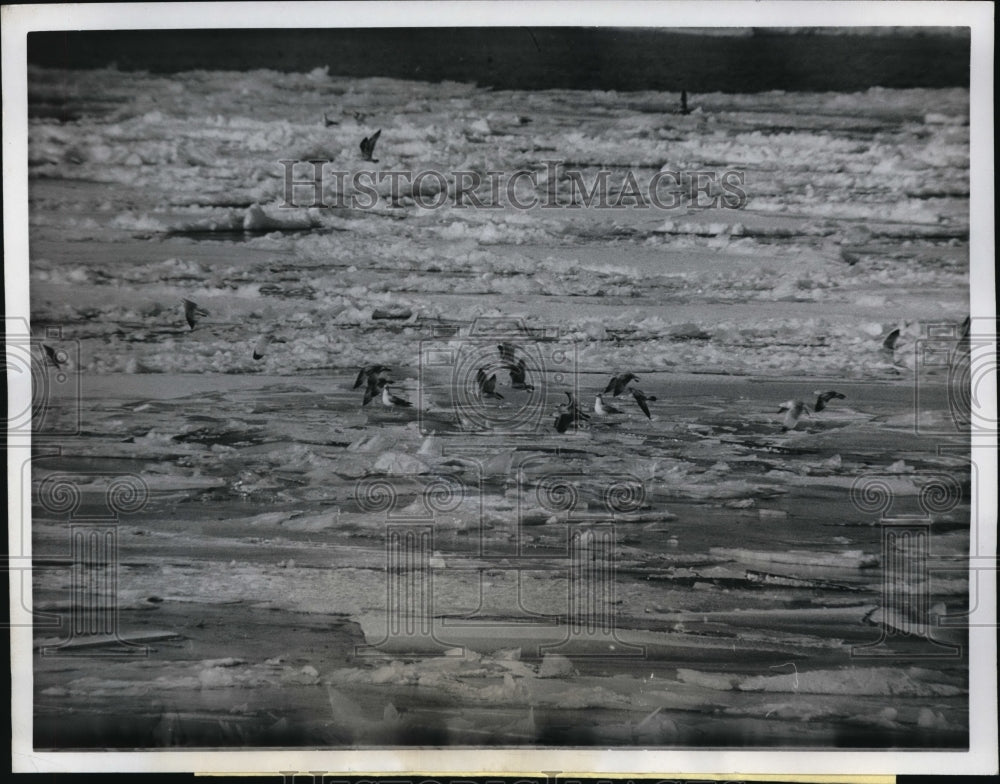 1962 Press Photo Sea Gulls on Ice Floes on Lake Erie - Historic Images