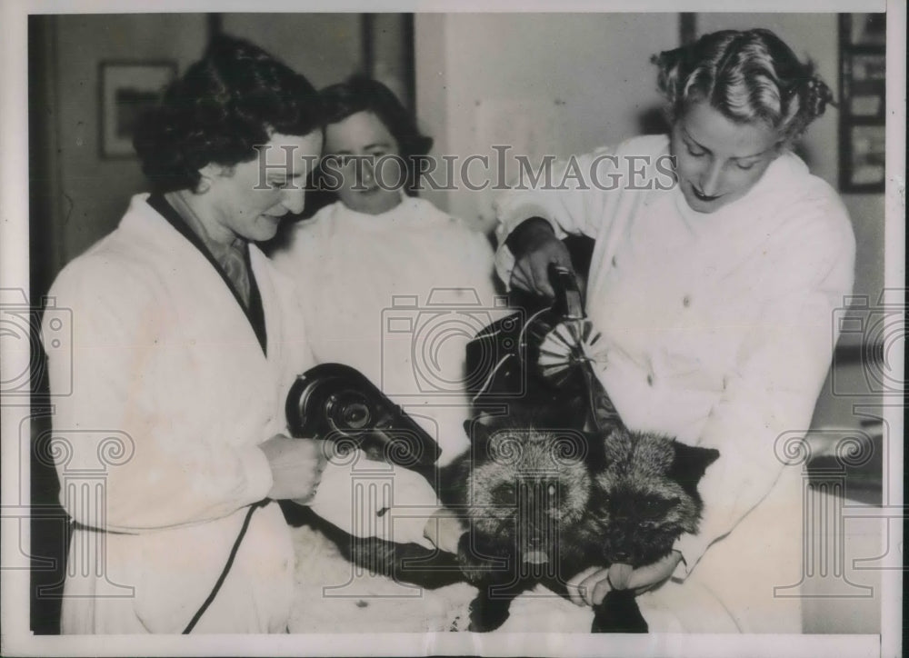 1937 Press Photo A fox having a beauty treatment at the Royal Agriculture Hallk. - Historic Images