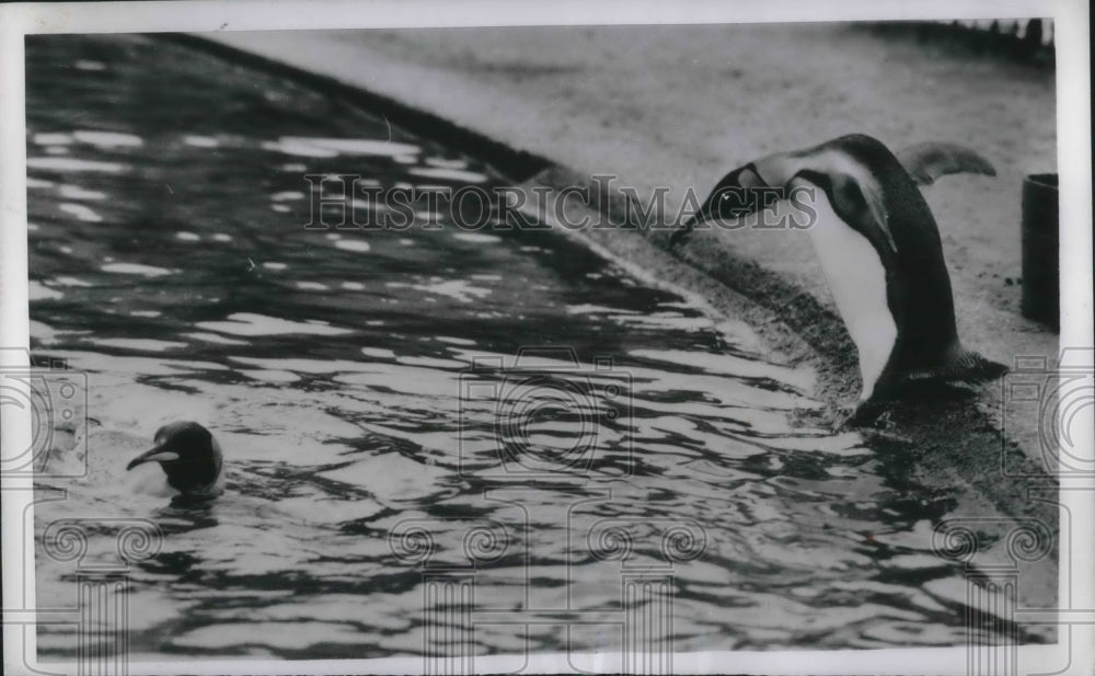 1954 Press Photo London, King Penguins at London zoo - Historic Images