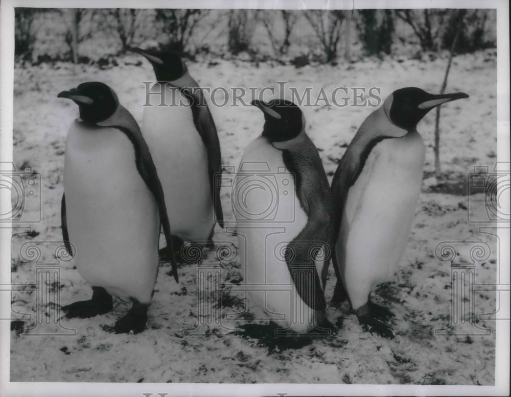 1954 Press Photo Cleveland, Ohio King penguins at the zoo in the snow - Historic Images