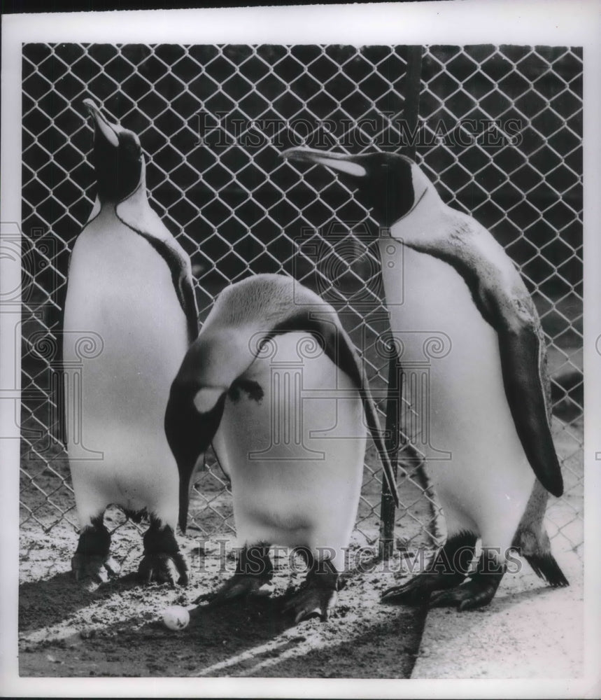 1952 Press Photo Penguins at London zoo in England - Historic Images