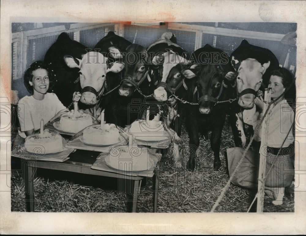 1946 Press Photo Quintuplet calves going to the Grand National Livestock Expo - Historic Images