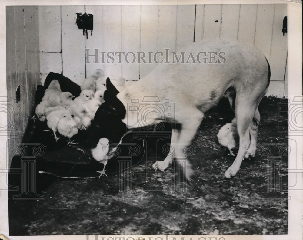 1949 Press Photo Ontario Terrier Dog Shorty Busy Herding Baby Chickens - Historic Images