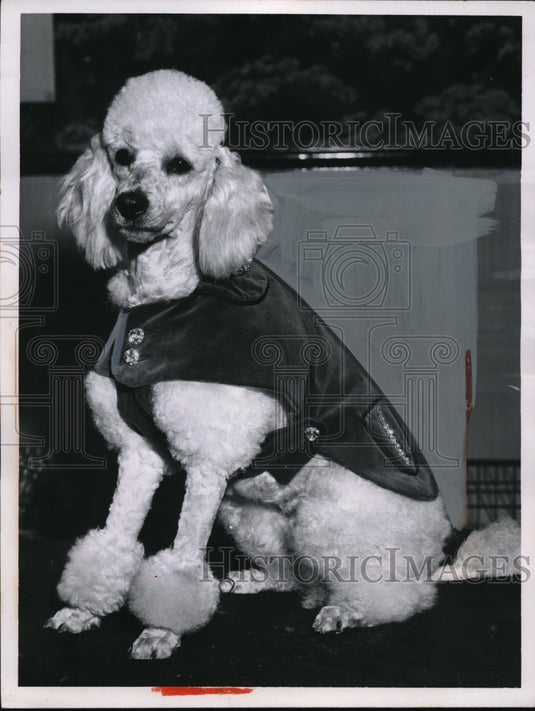 1962 Press Photo Cindy, White Miniature Poodle with a Green Velvet Coat - Historic Images
