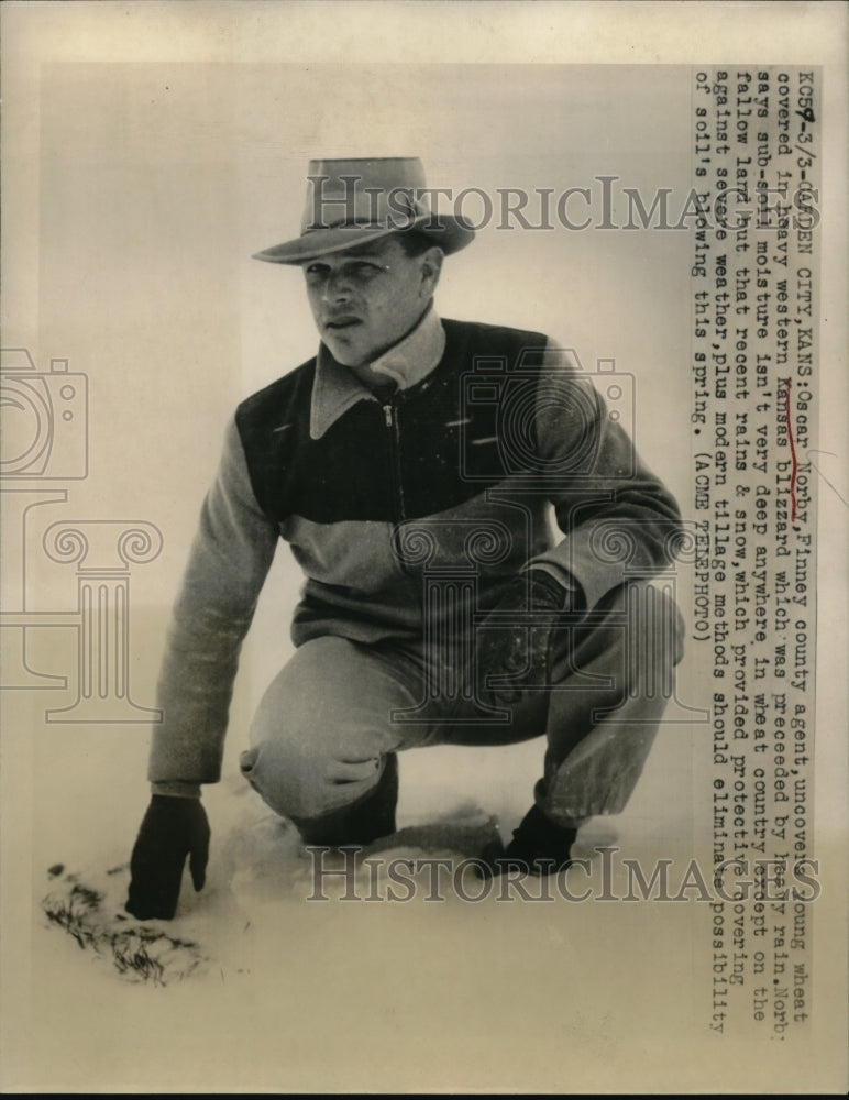 1948 Press Photo Finney county agent Oscar Norby uncovers young wheat covered in - Historic Images