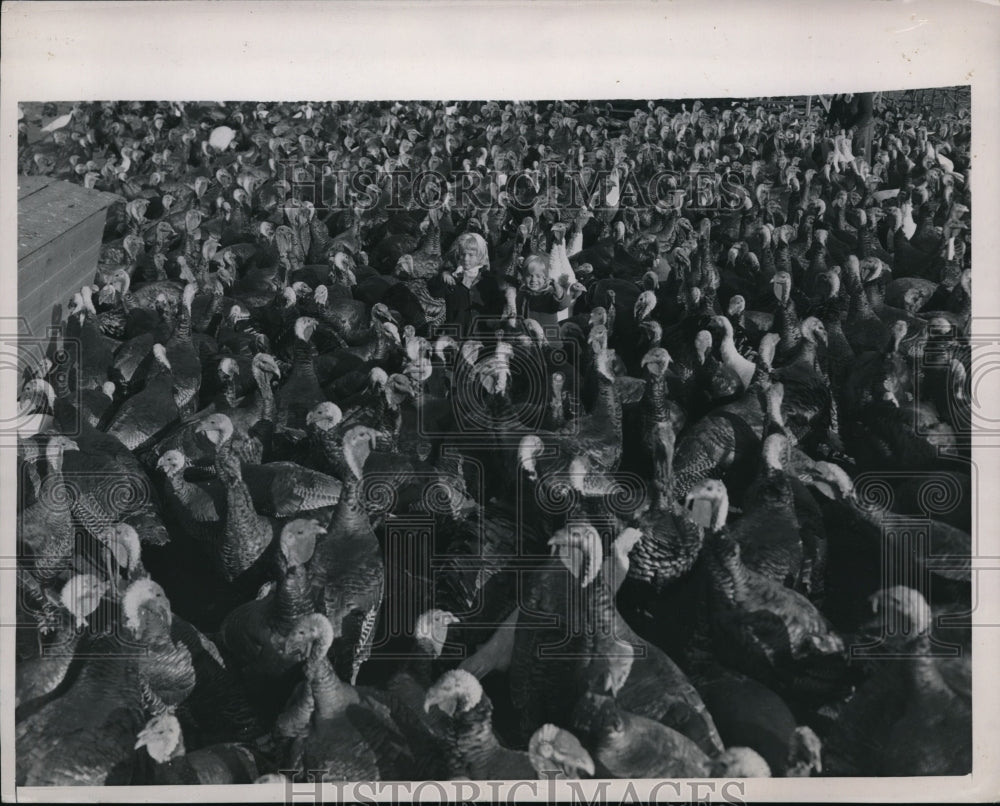 1948 Press Photo turkeys - Historic Images