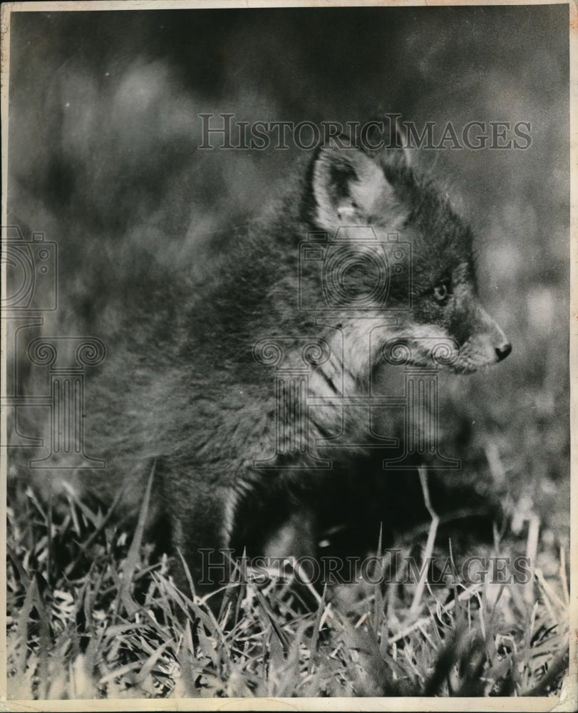 1960 Press Photo A fox&#39;s cub resting after playing w/ his siblings - nec60990 - Historic Images