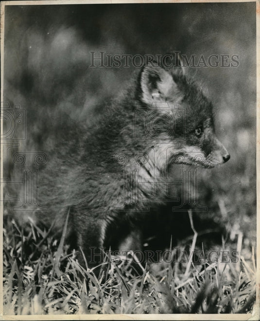 1960 Press Photo A fox's cub resting after playing w/ his siblings - nec60990 - Historic Images