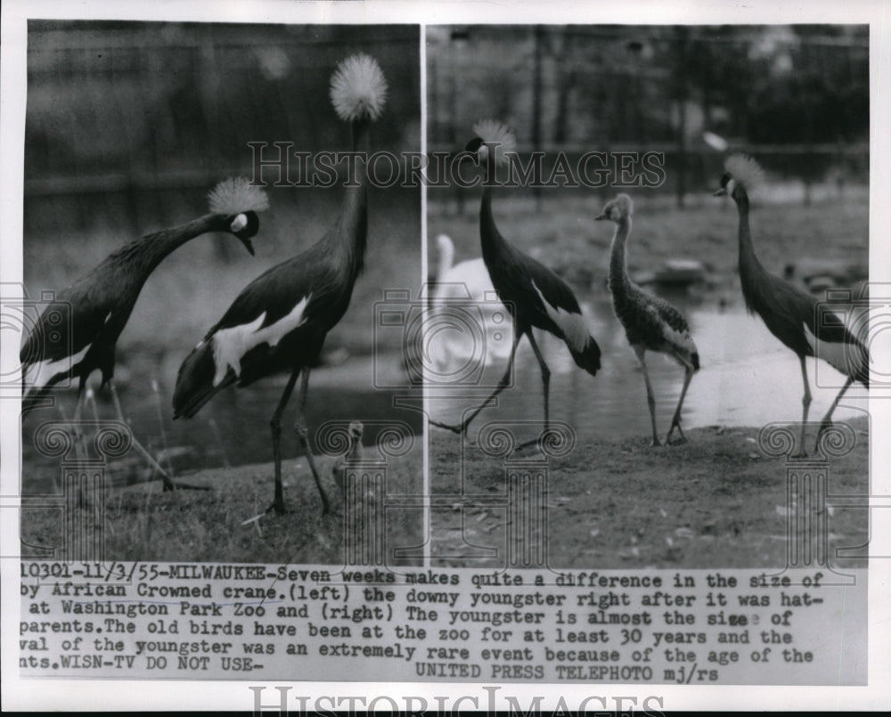 1955 Press Photo Baby African Crowned Crane With Parents Washington Park Zoo - Historic Images