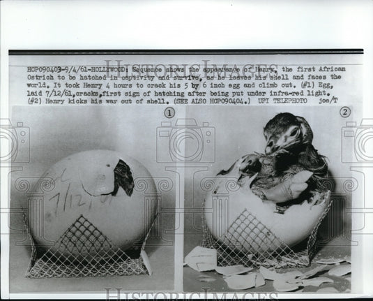 1961 Press Photo A baby ostrich hatching from its shell in Hollywood, Calif - Historic Images