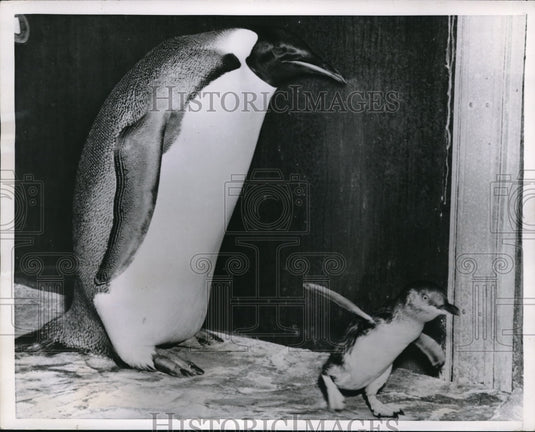 1956 Press Photo Chicagom Fairy penguin  & Emperor penguin at Brookfield zoo - Historic Images