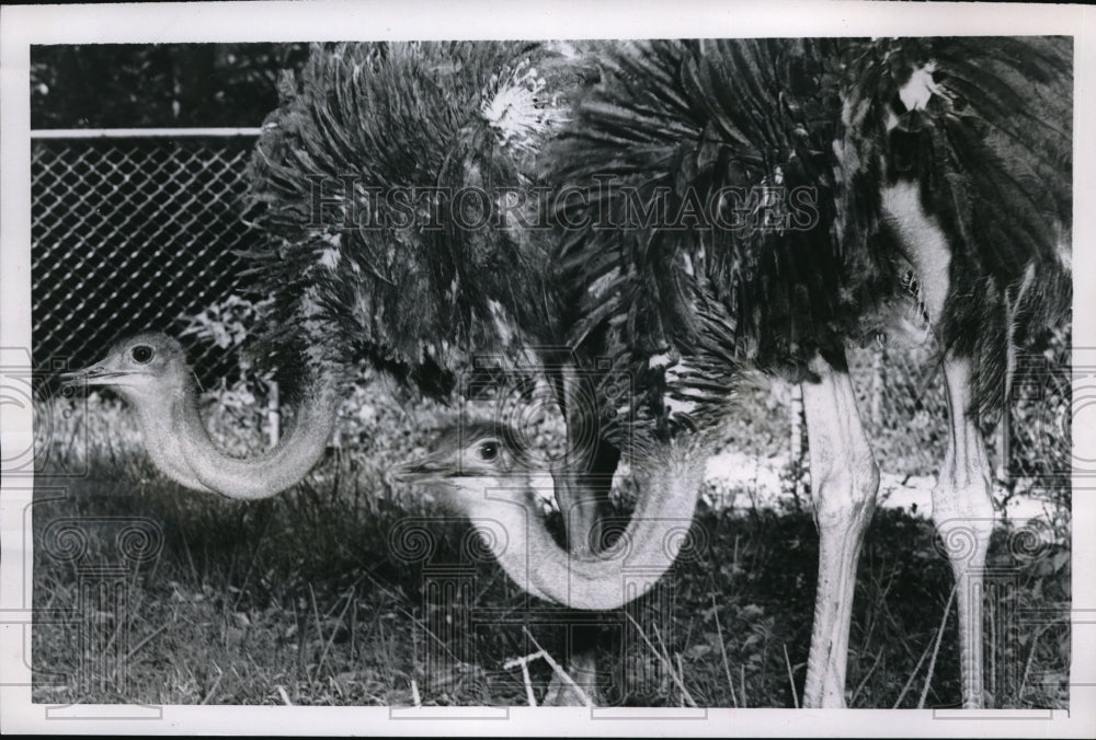 1954 Press Photo Wash.D.C. young ostriches at the zoo - Historic Images