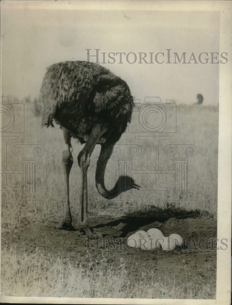 1930 Press Photo Warren, South Walos, Australia, Ostrich/eggs - Historic Images