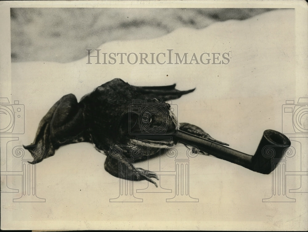 1931 Press Photo "Mr.Croaker" Frog enjoyed a Pipeful. - Historic Images