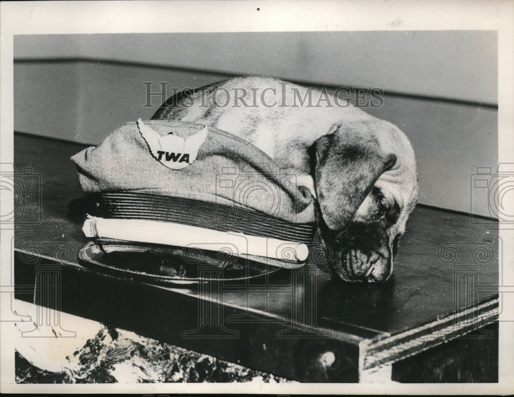 1948 Press Photo A great Dane ontop of his owners cap - Historic Images