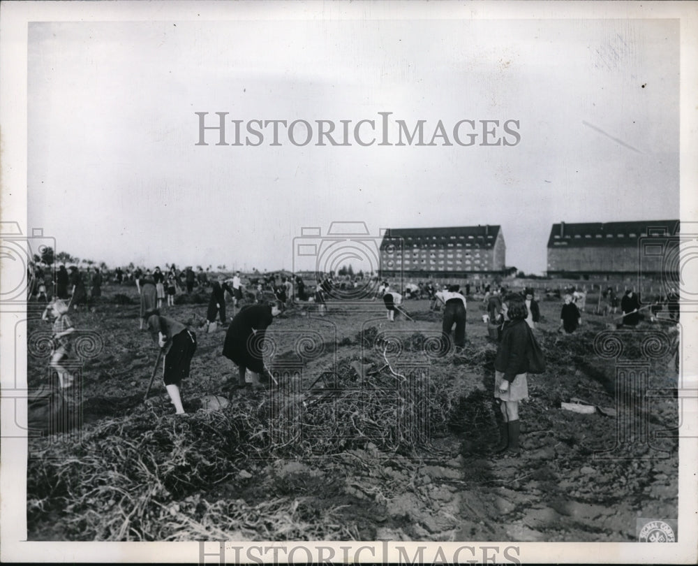 1947 Press Photo Hungry people search potatoes left on the ground in Bad Nauheim-Historic Images