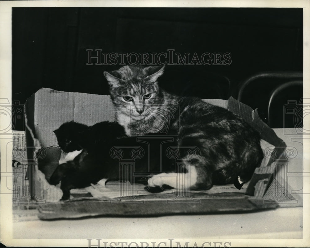 1934 Press Photo cat adopted 2 week old puppies - Historic Images