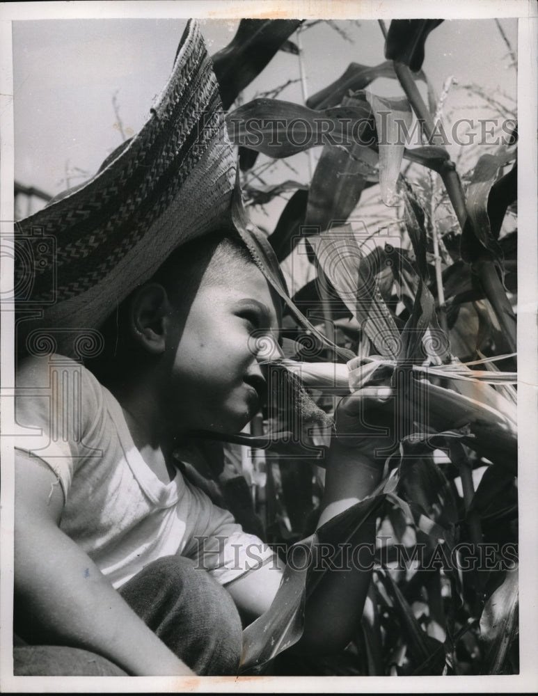 1956 Press Photo Bruno Clampa with Manhattan grown corn - nec65360 - Historic Images