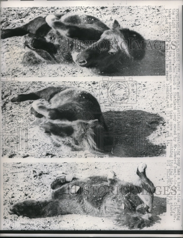 1963 Press Photo Tom Thumb a Shetland pony scratching in dirt - nec65392-Historic Images