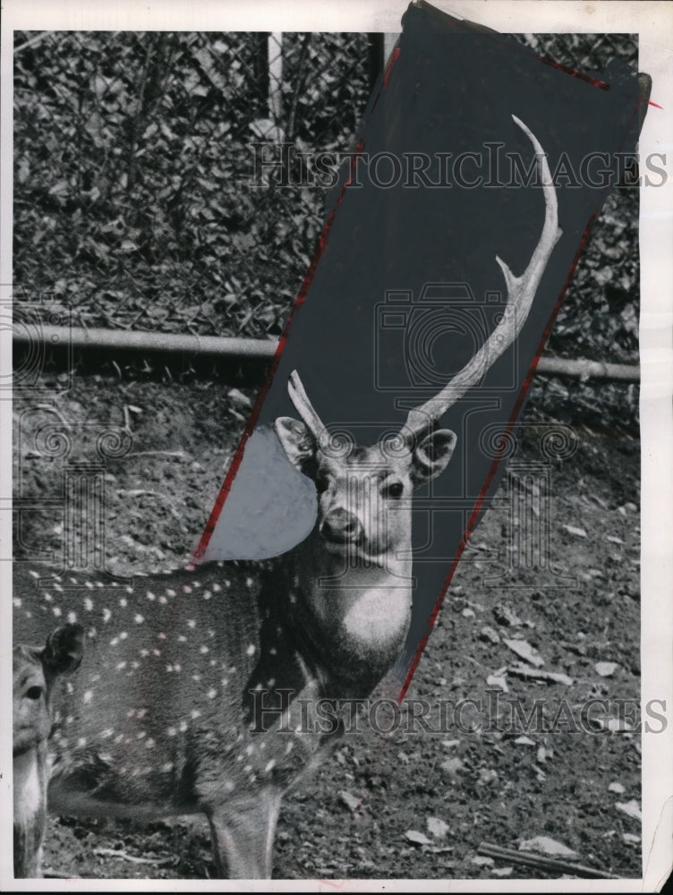 1965 Press Photo Pere David Deer Losing Horns - Historic Images