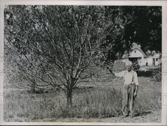 1936 Press Photo CF Marks, farmer near Sioux City, Iowa with apple trees - Historic Images