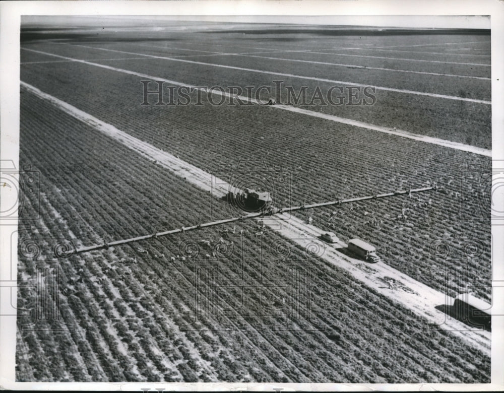 1957 Press Photo Homestead, Fla harvesters in tomatoe fields - nec72203 - Historic Images