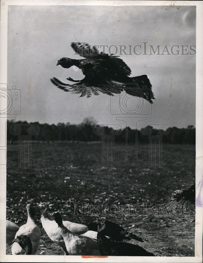 1946 Press Photo Turkeys on a farm fattening up at Adam Guth farm - Historic Images