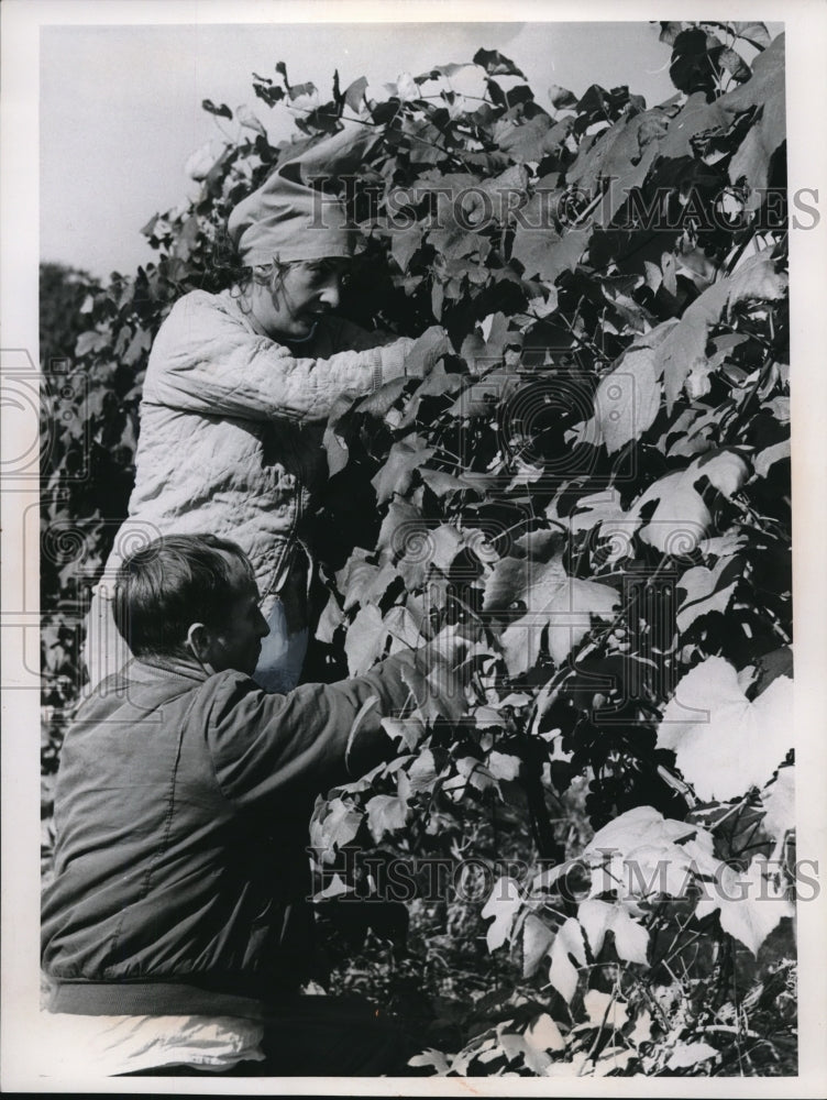 1965 Press Photo Mr & Mrs Lewis picking grapes in Perry, Ohio - Historic Images